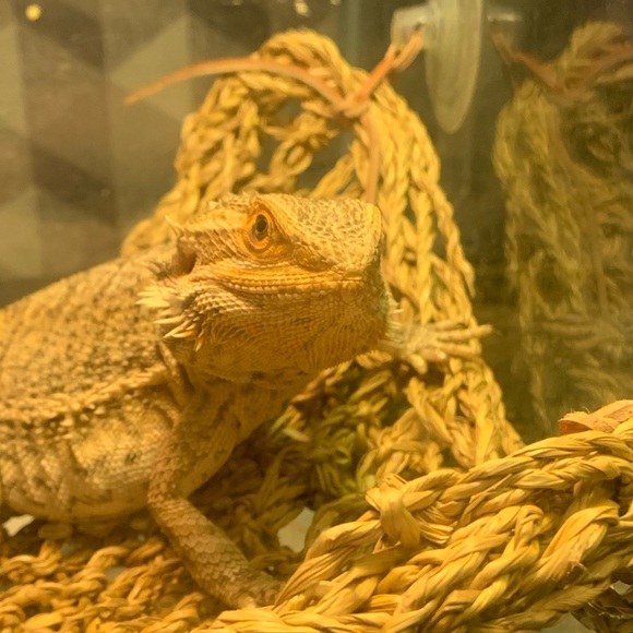 Meet your Posher, Riley - Picture 2 of 5